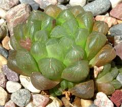 Haworthia Cooperi